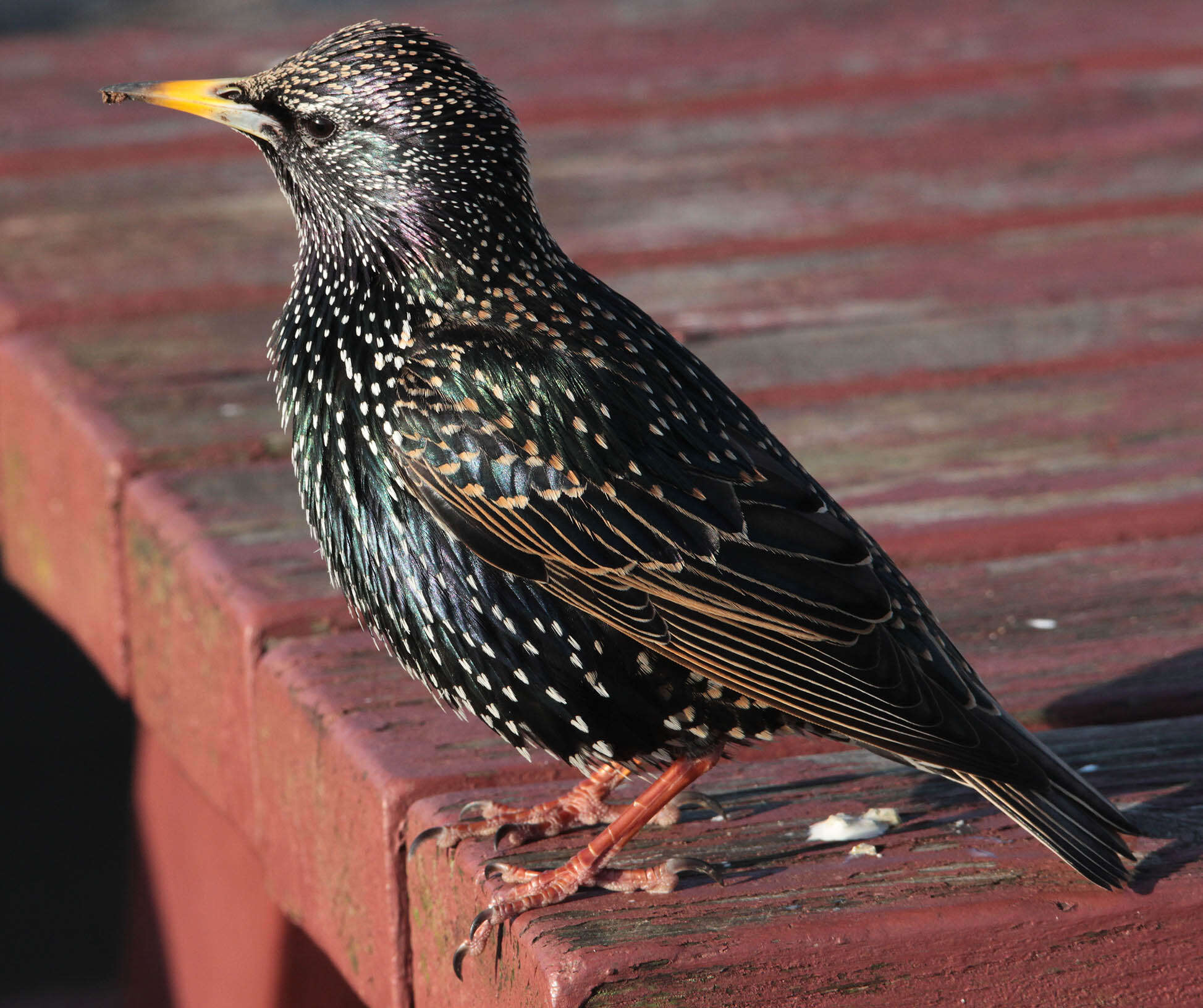 Image of Sturnus Linnaeus 1758