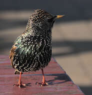 Image of Sturnus Linnaeus 1758