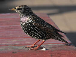 Image of Sturnus Linnaeus 1758