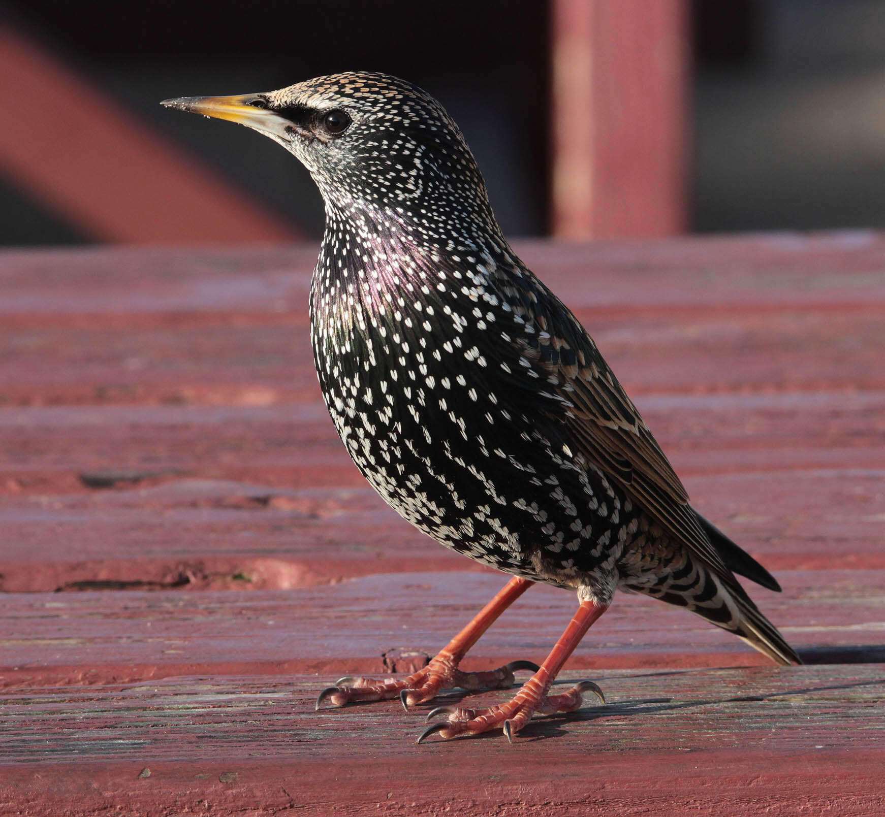 Image of Sturnus Linnaeus 1758