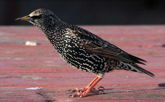 Image of Sturnus Linnaeus 1758