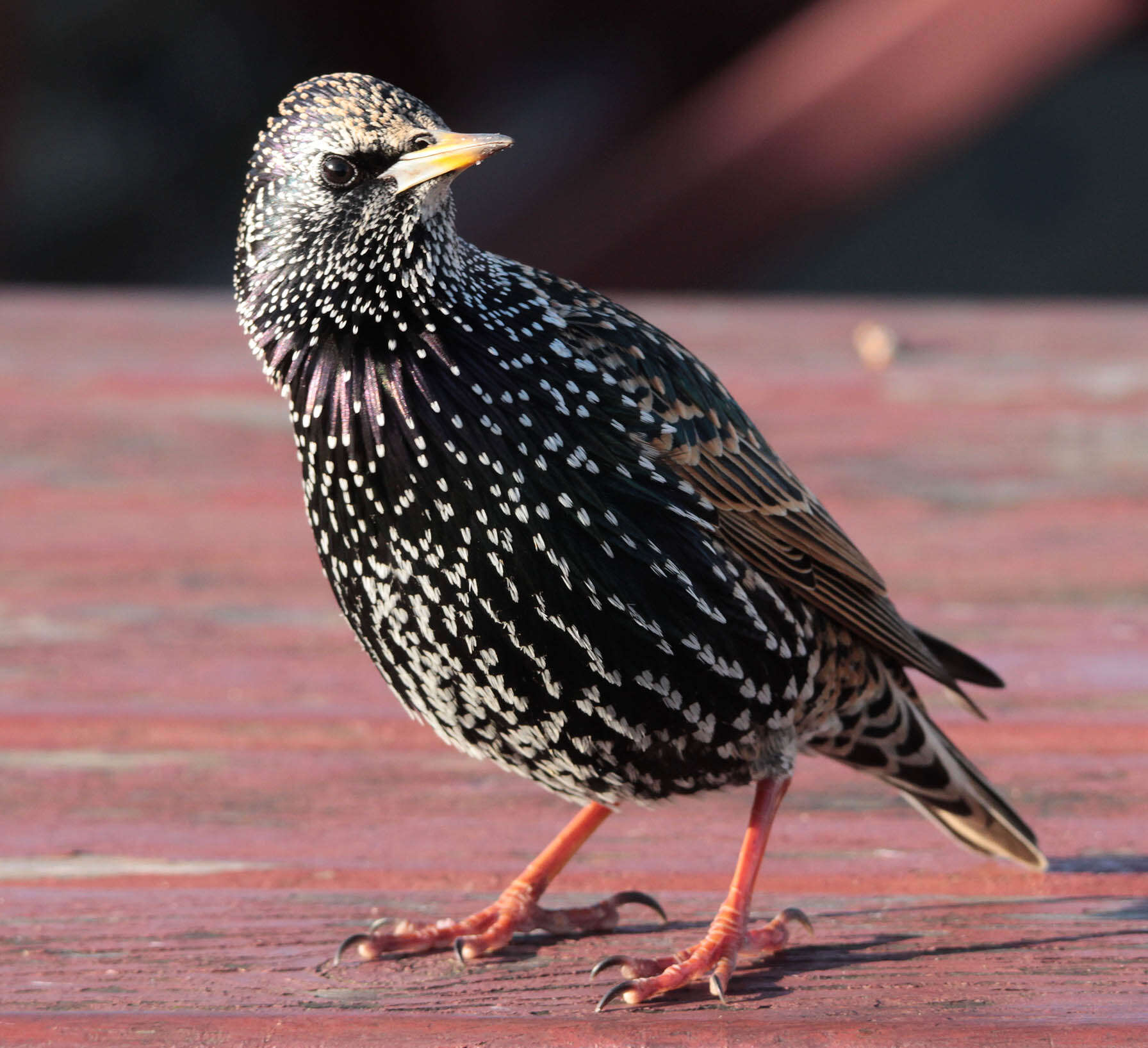 Image of Sturnus Linnaeus 1758