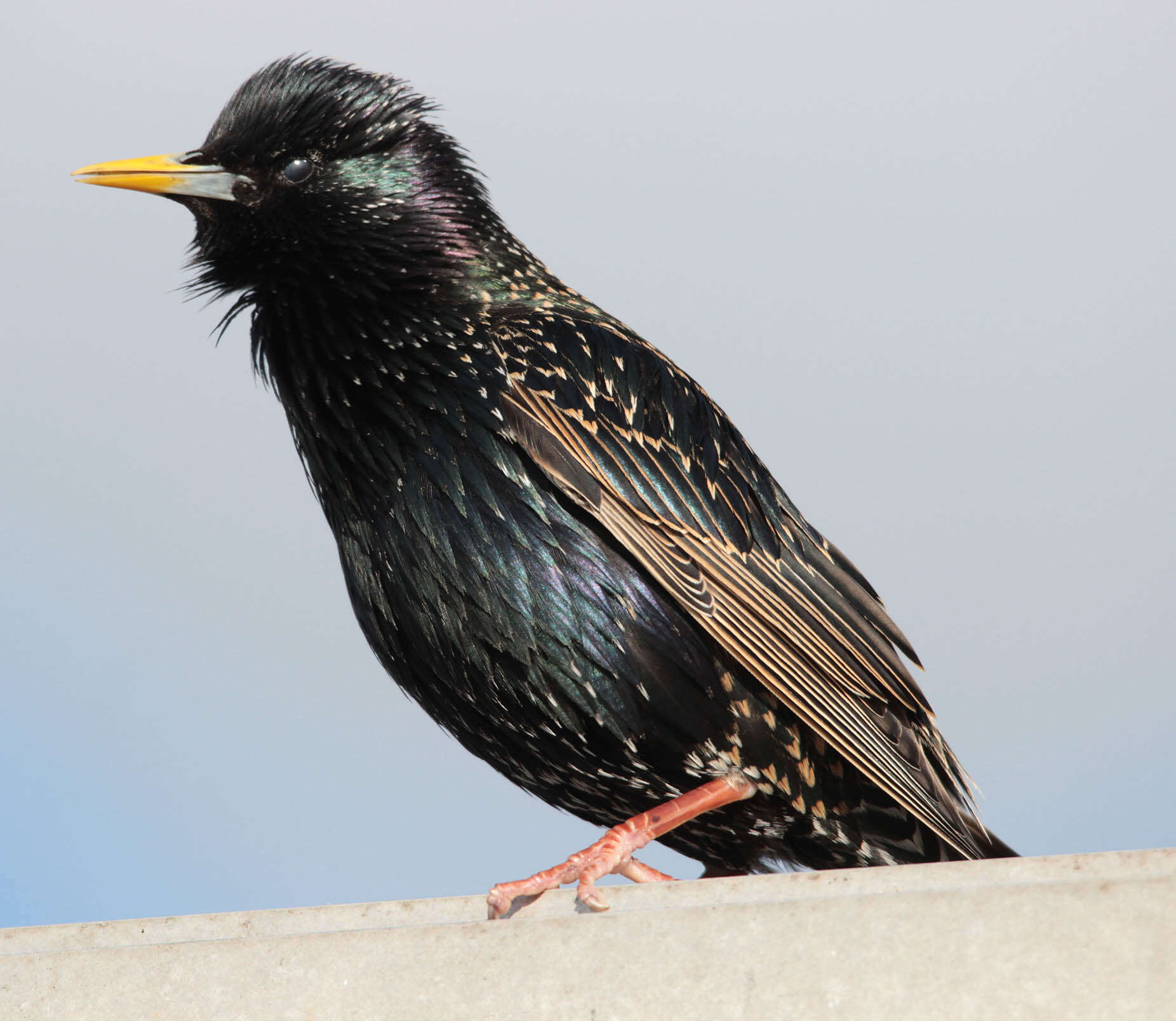 Image of Sturnus Linnaeus 1758