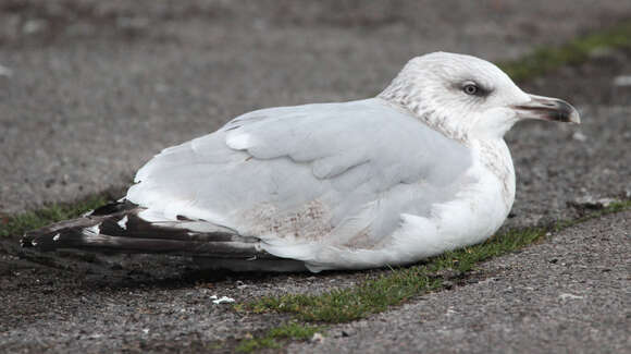 Image of European Herring Gull