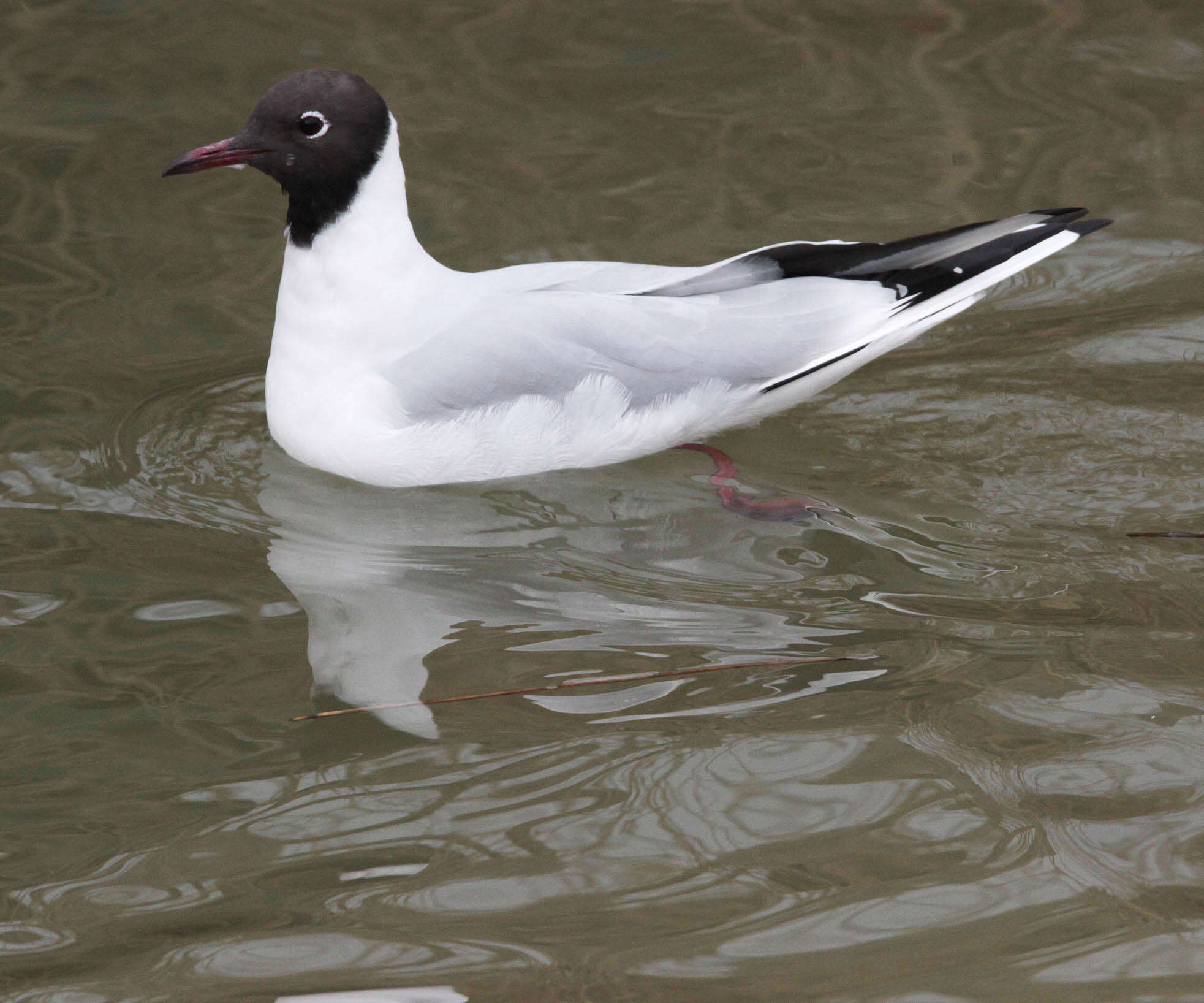 Image of Black-headed Gull