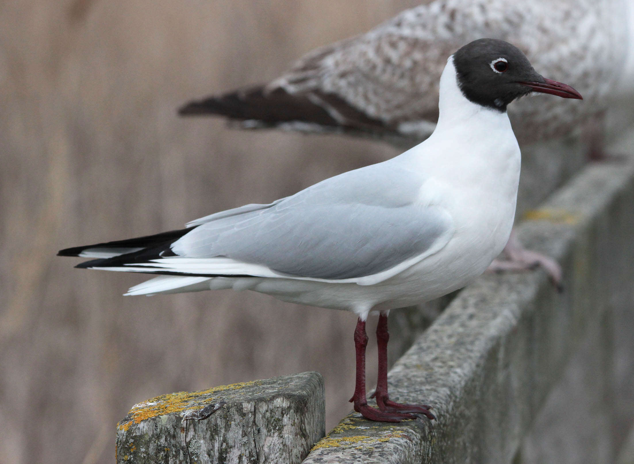 Image of Black-headed Gull