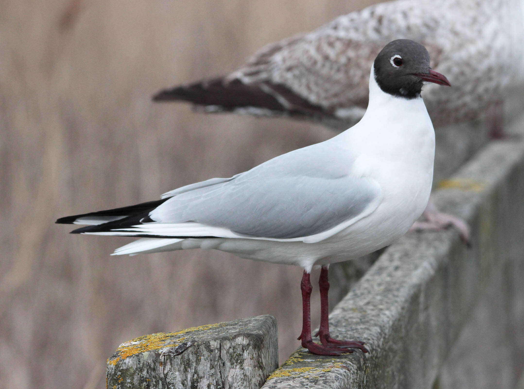 Image of Black-headed Gull