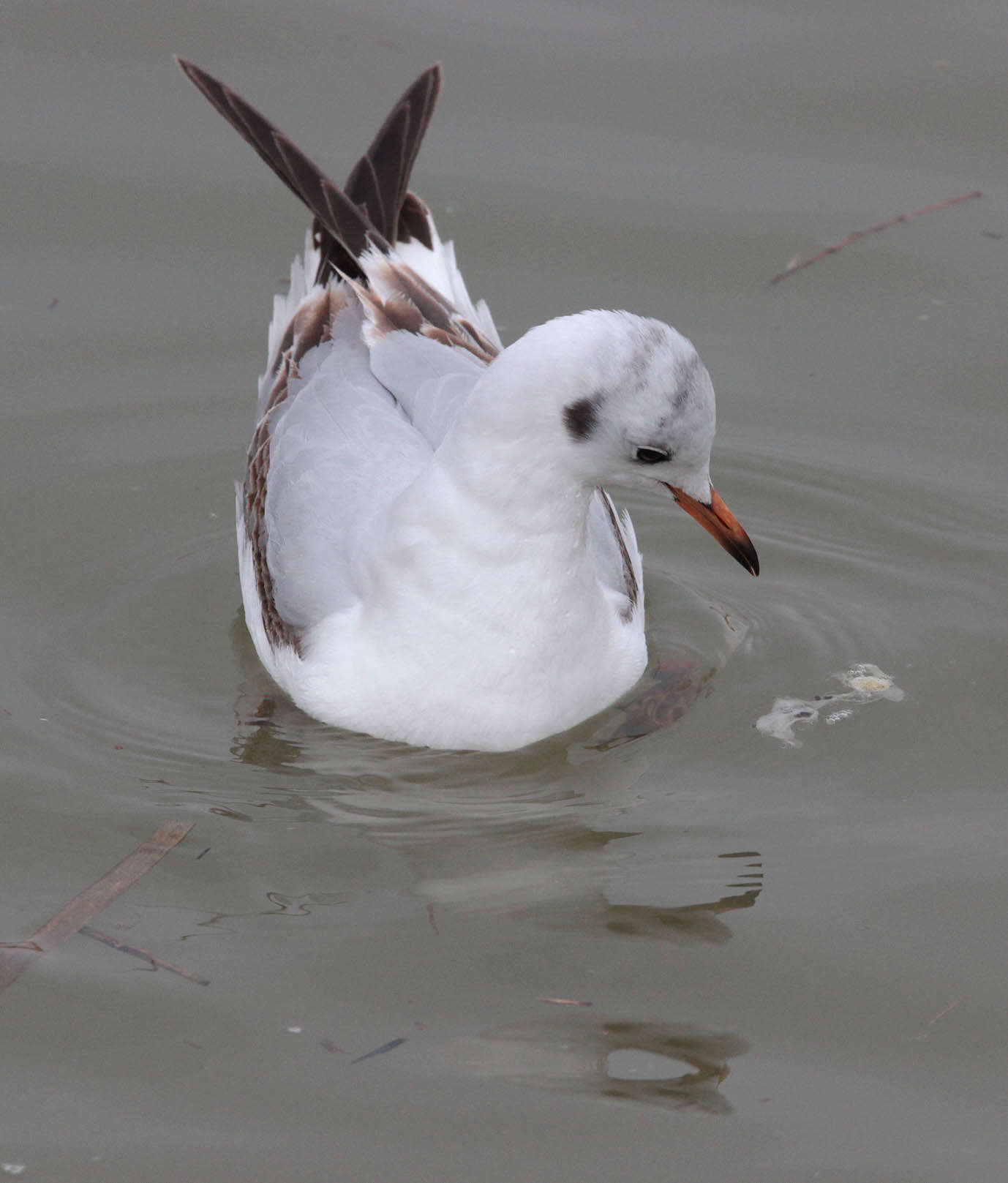 Image of Black-headed Gull