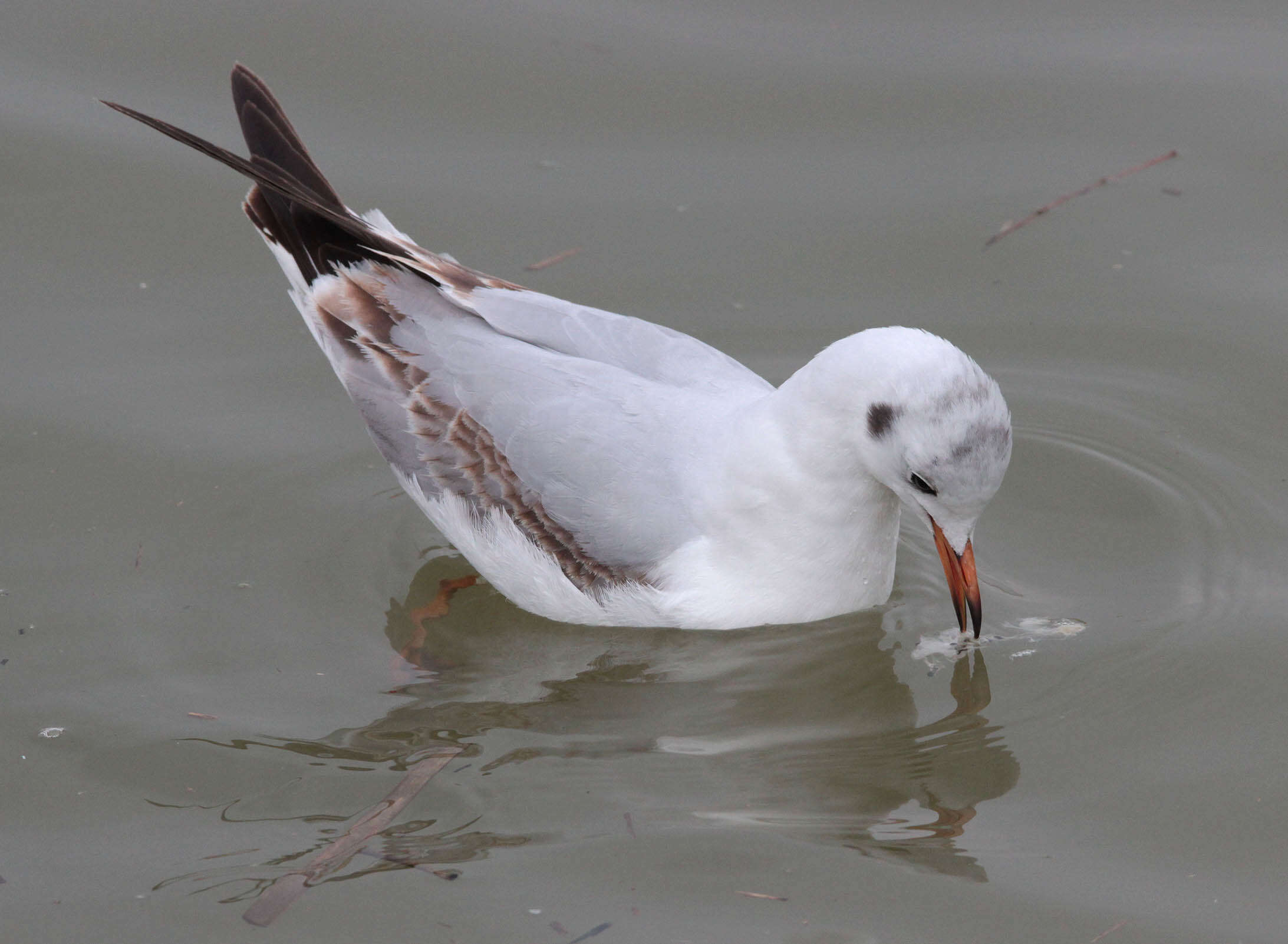 Image of Black-headed Gull