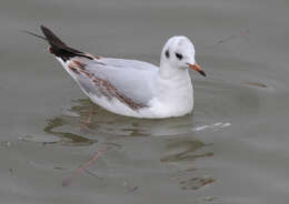 Image of Black-headed Gull