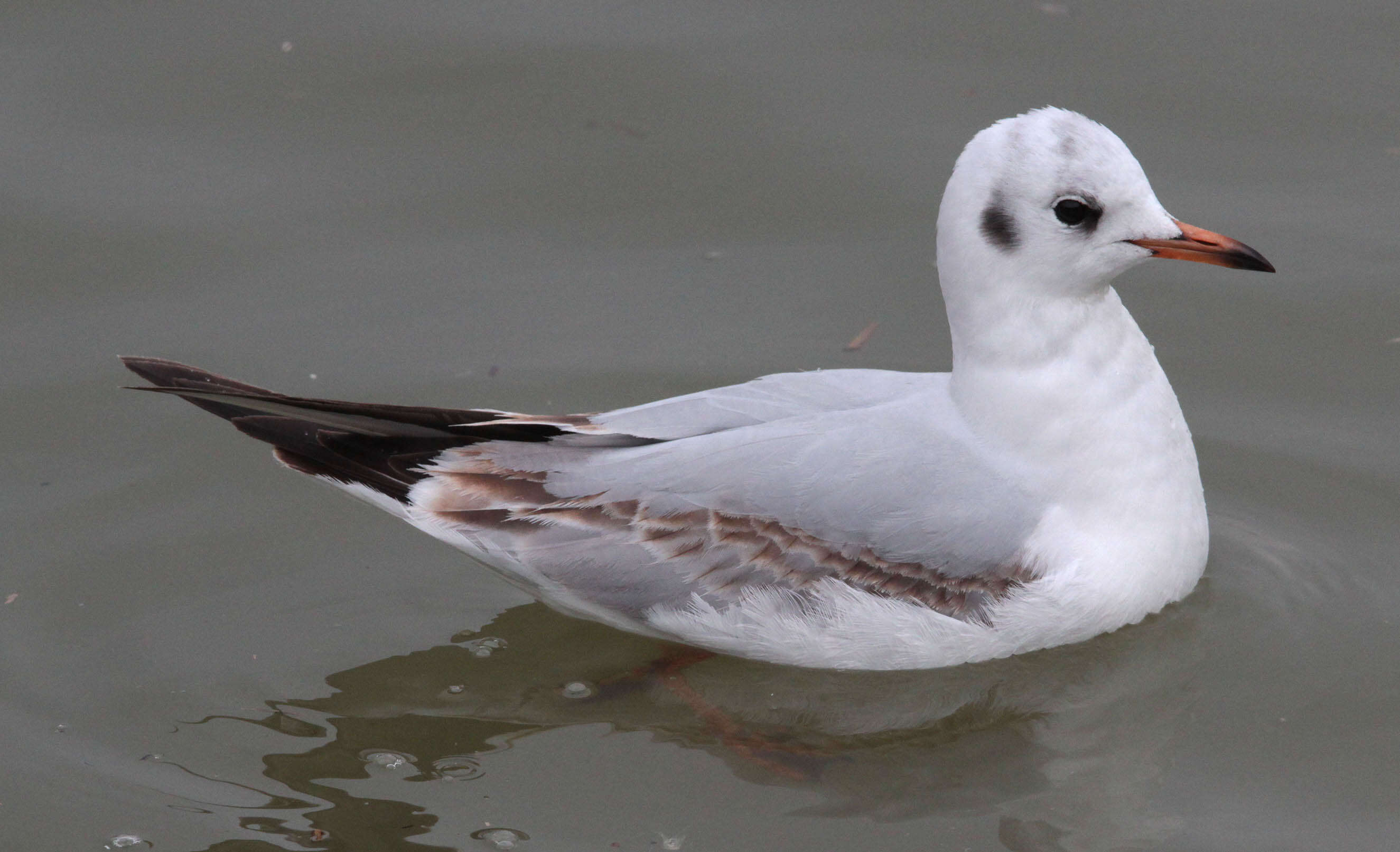 Image of Black-headed Gull