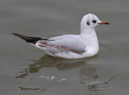 Image of Black-headed Gull