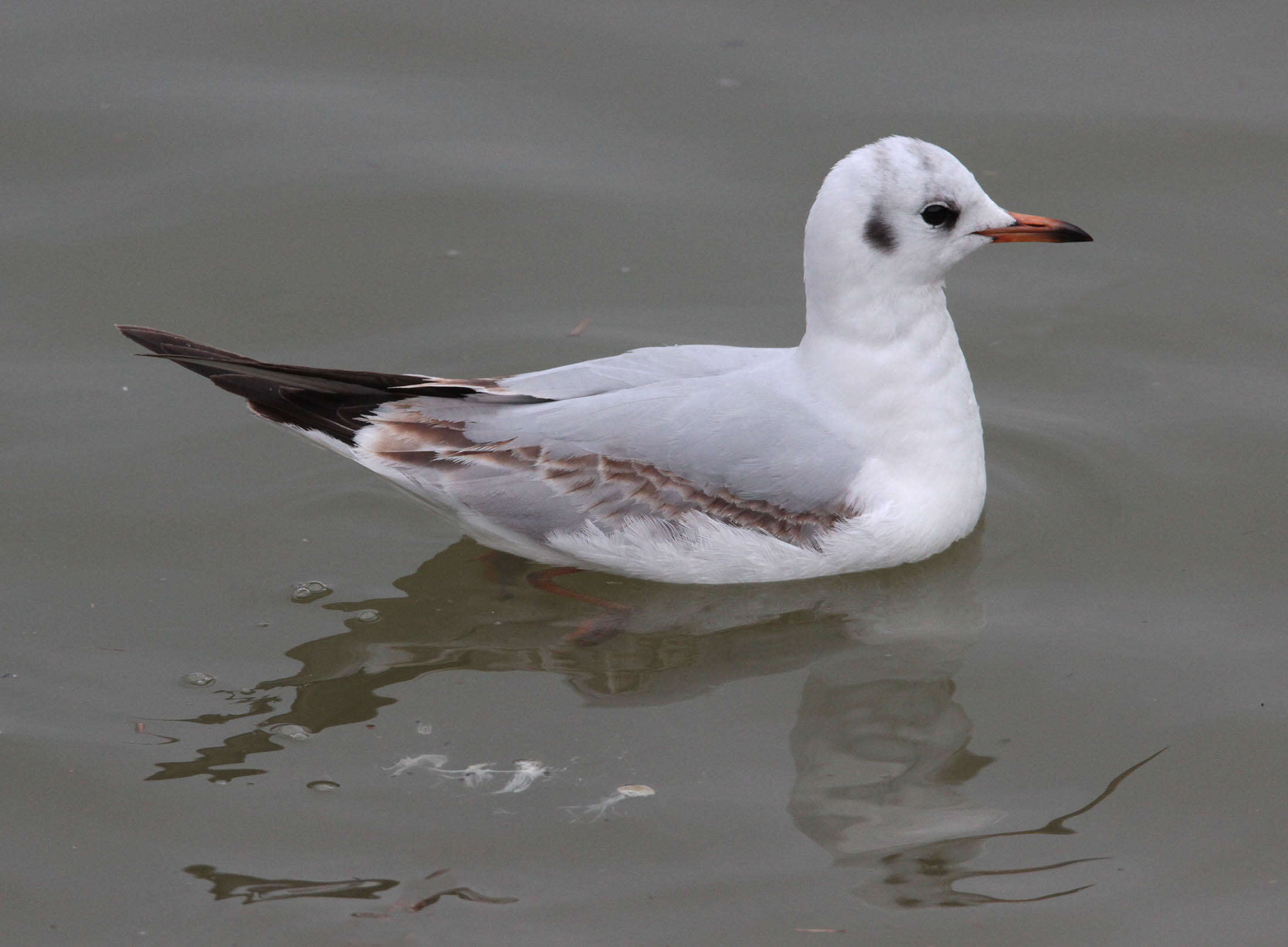 Image of Black-headed Gull