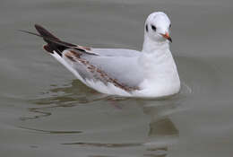 Image of Black-headed Gull