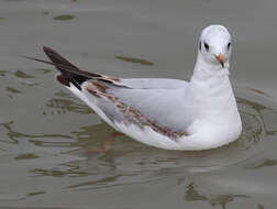 Image of Black-headed Gull