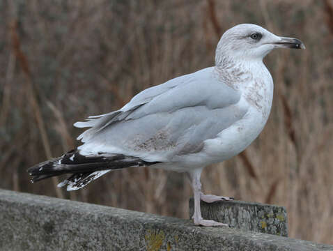 Image of European Herring Gull