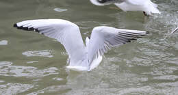 Image of Black-headed Gull