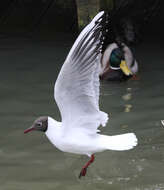 Image of Black-headed Gull