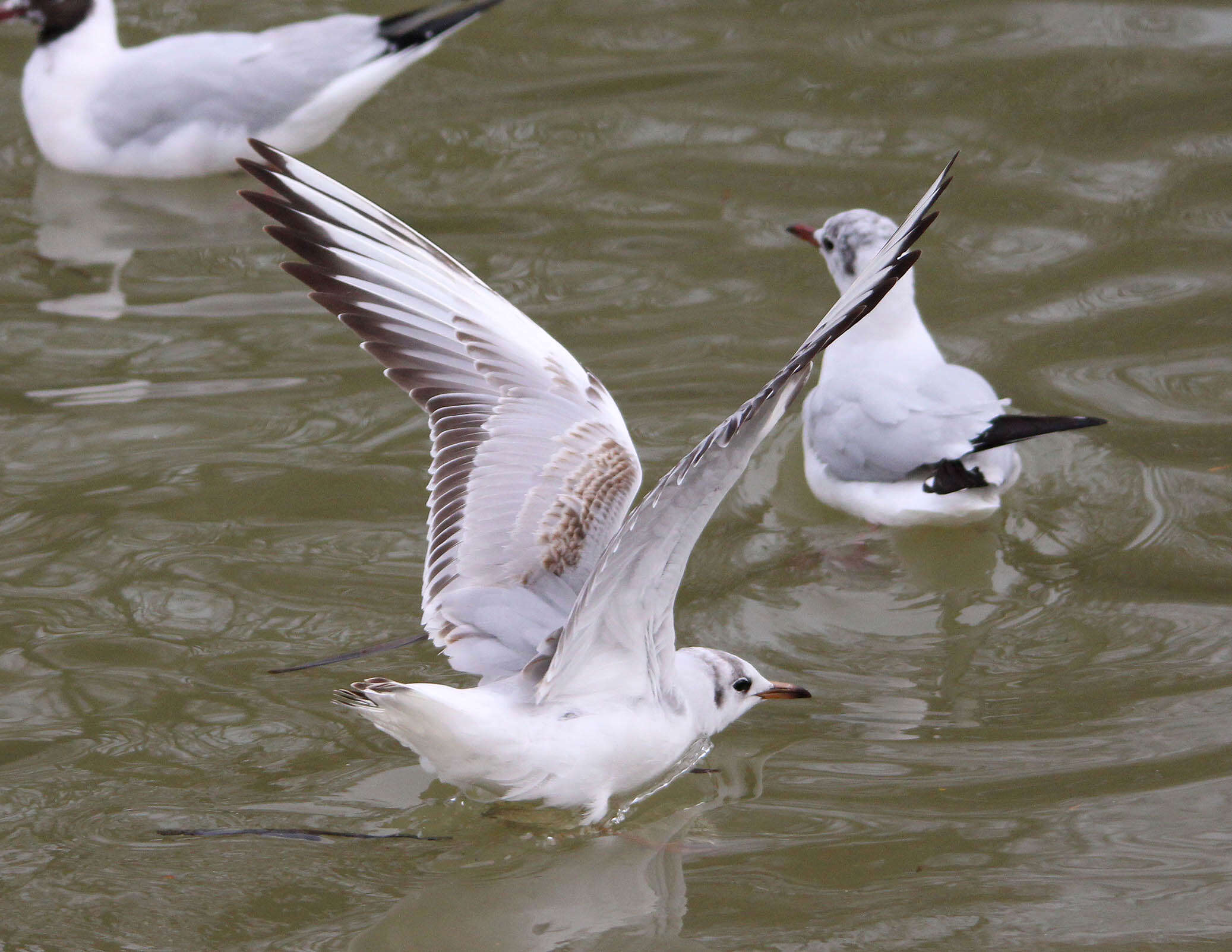 Image of Black-headed Gull