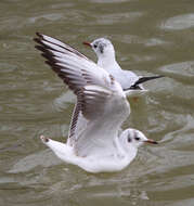 Image of Black-headed Gull