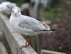 Image of Black-headed Gull