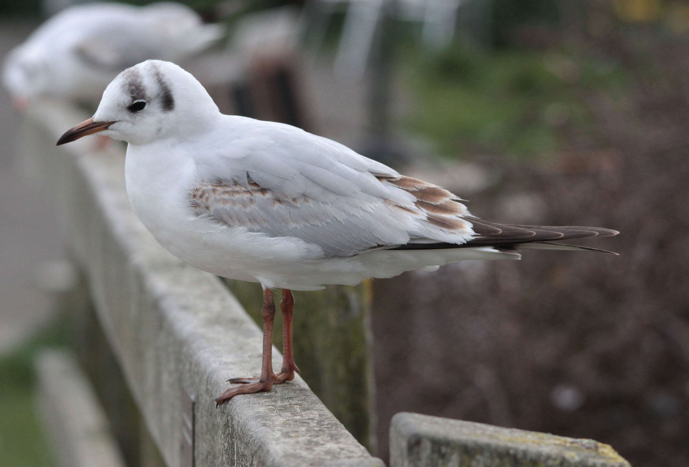 Image of Black-headed Gull