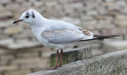 Image of Black-headed Gull