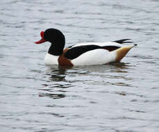 Image of shelduck, common shelduck