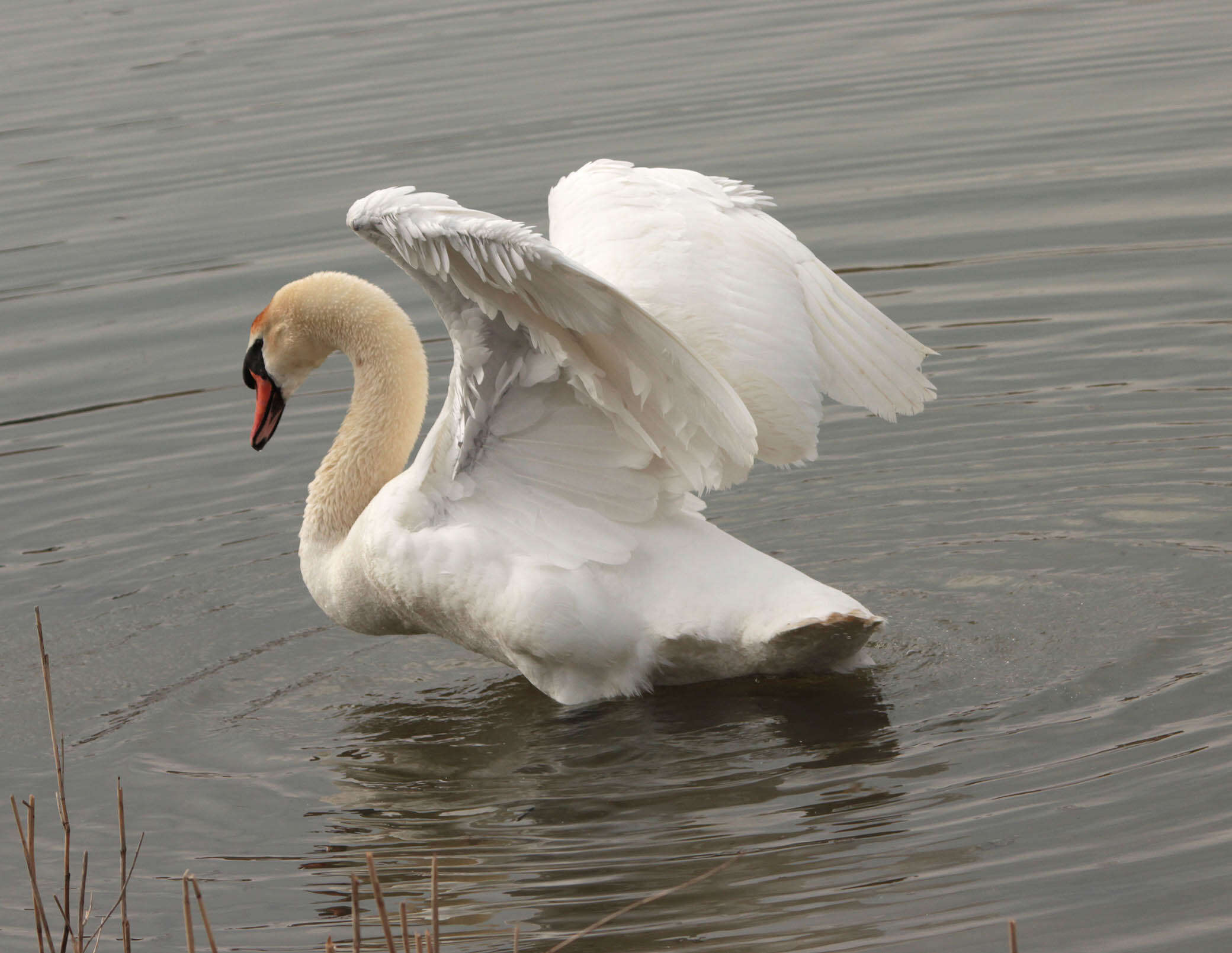 Image de Cygne muet