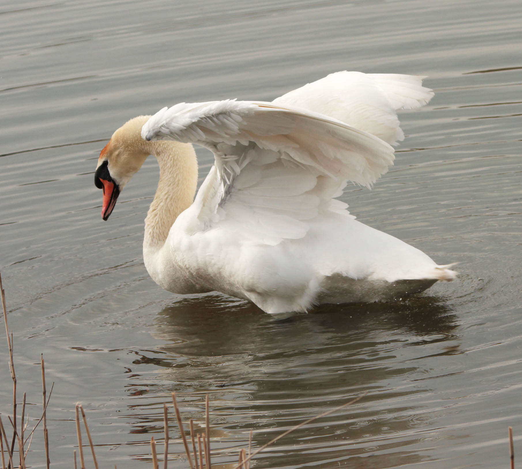 Image de Cygne muet