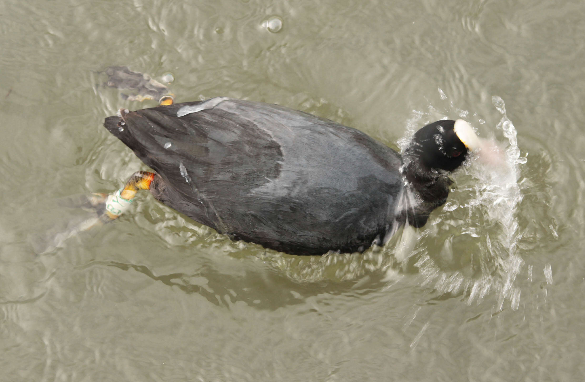 Image of Common Coot