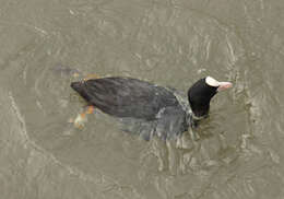 Image of Common Coot