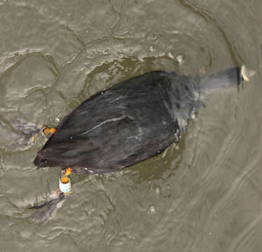 Image of Common Coot