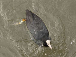 Image of Common Coot