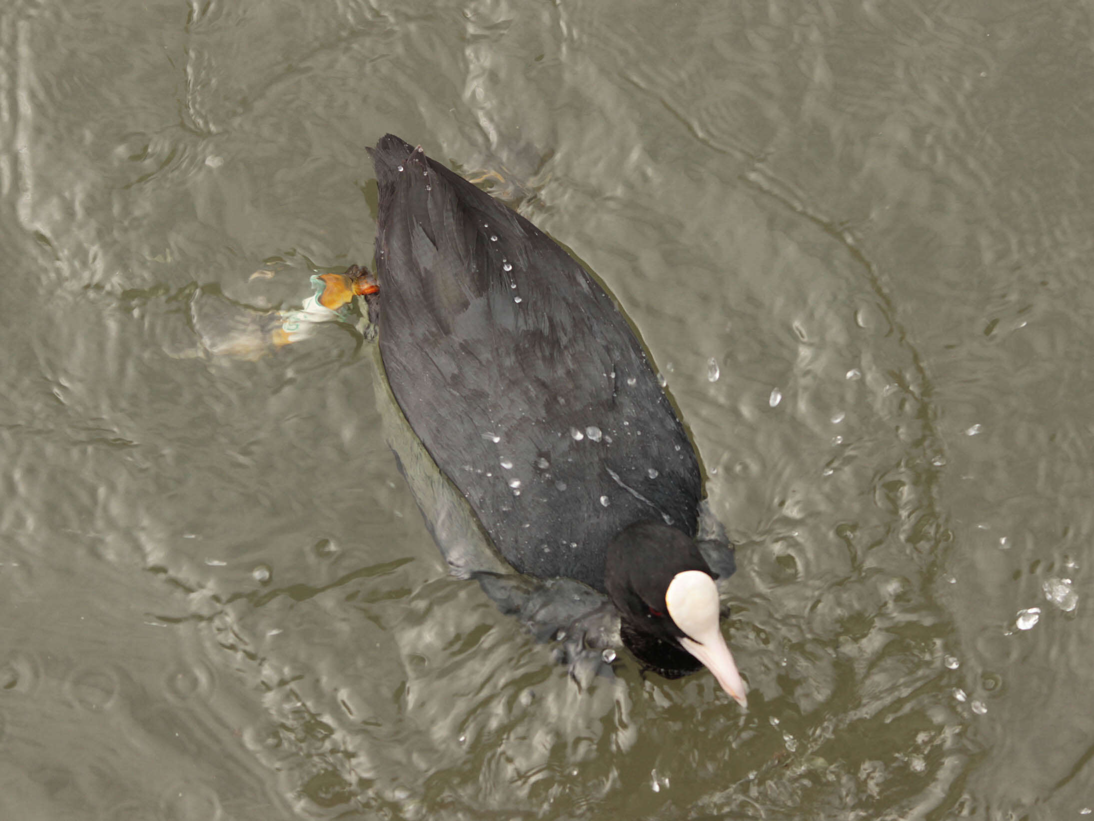 Image of Common Coot