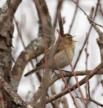 Image of Common Chiffchaff