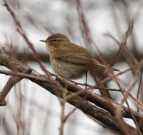 Image of Common Chiffchaff