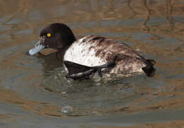 Image of Tufted Duck