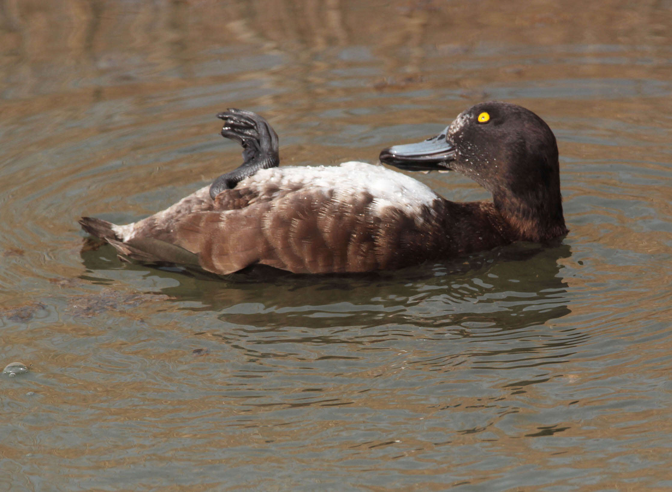 Image of Tufted Duck