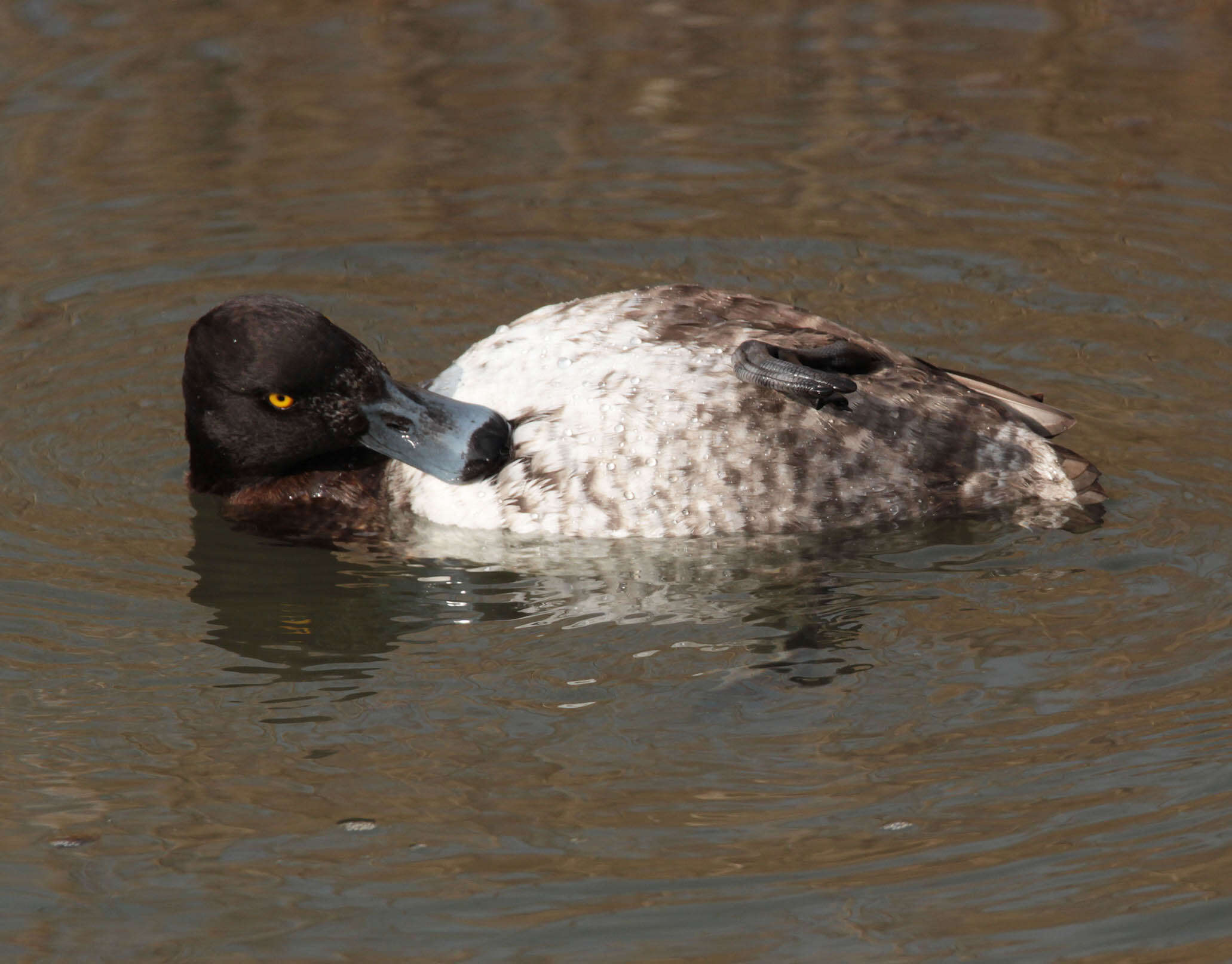 Image of Tufted Duck