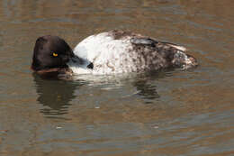 Image of Tufted Duck