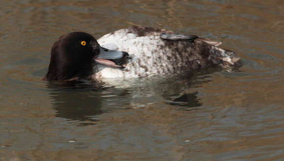 Image of Tufted Duck