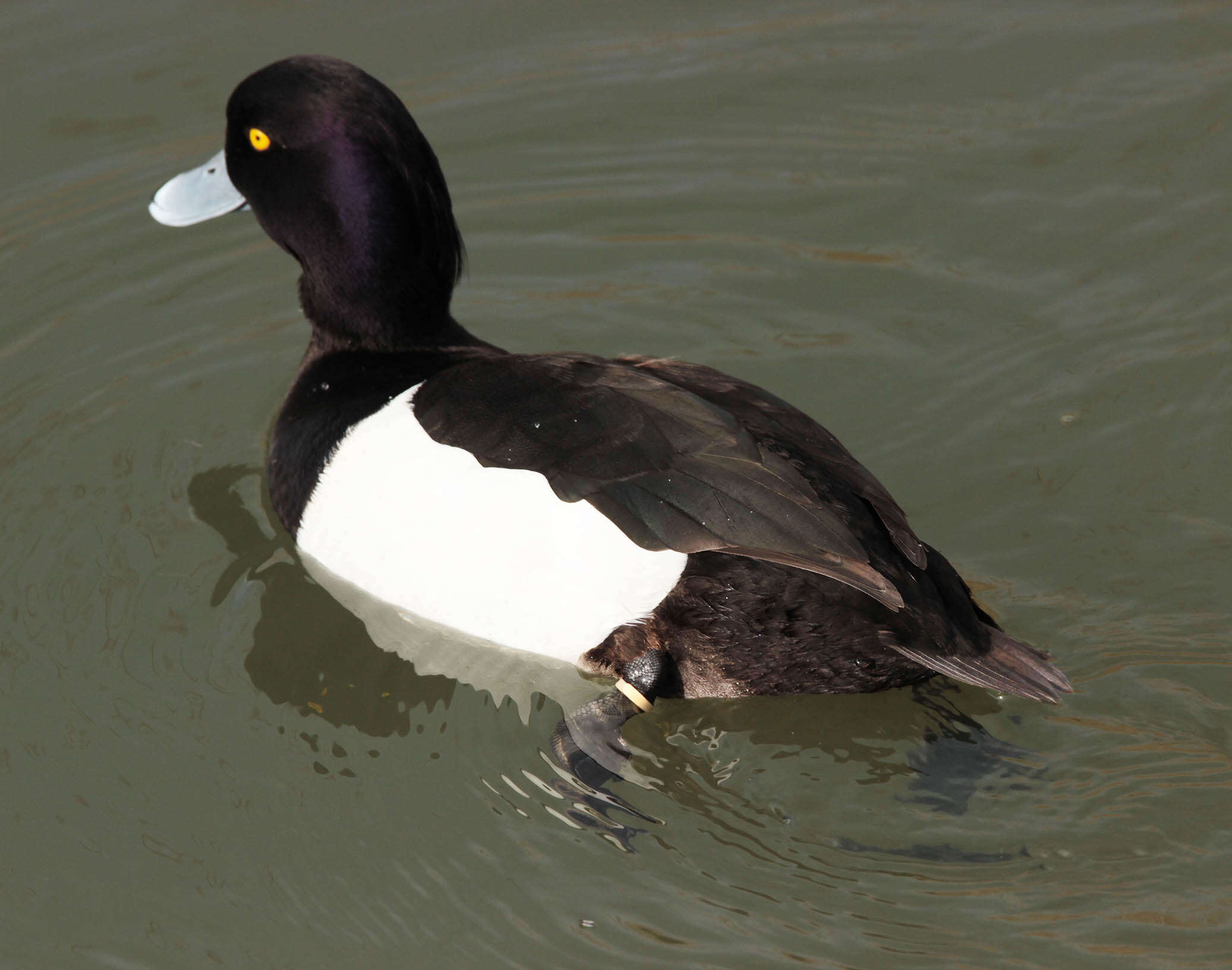 Image of Tufted Duck