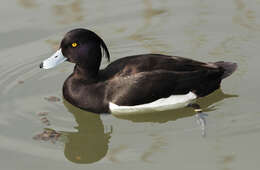 Image of Tufted Duck