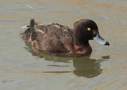 Image of Tufted Duck