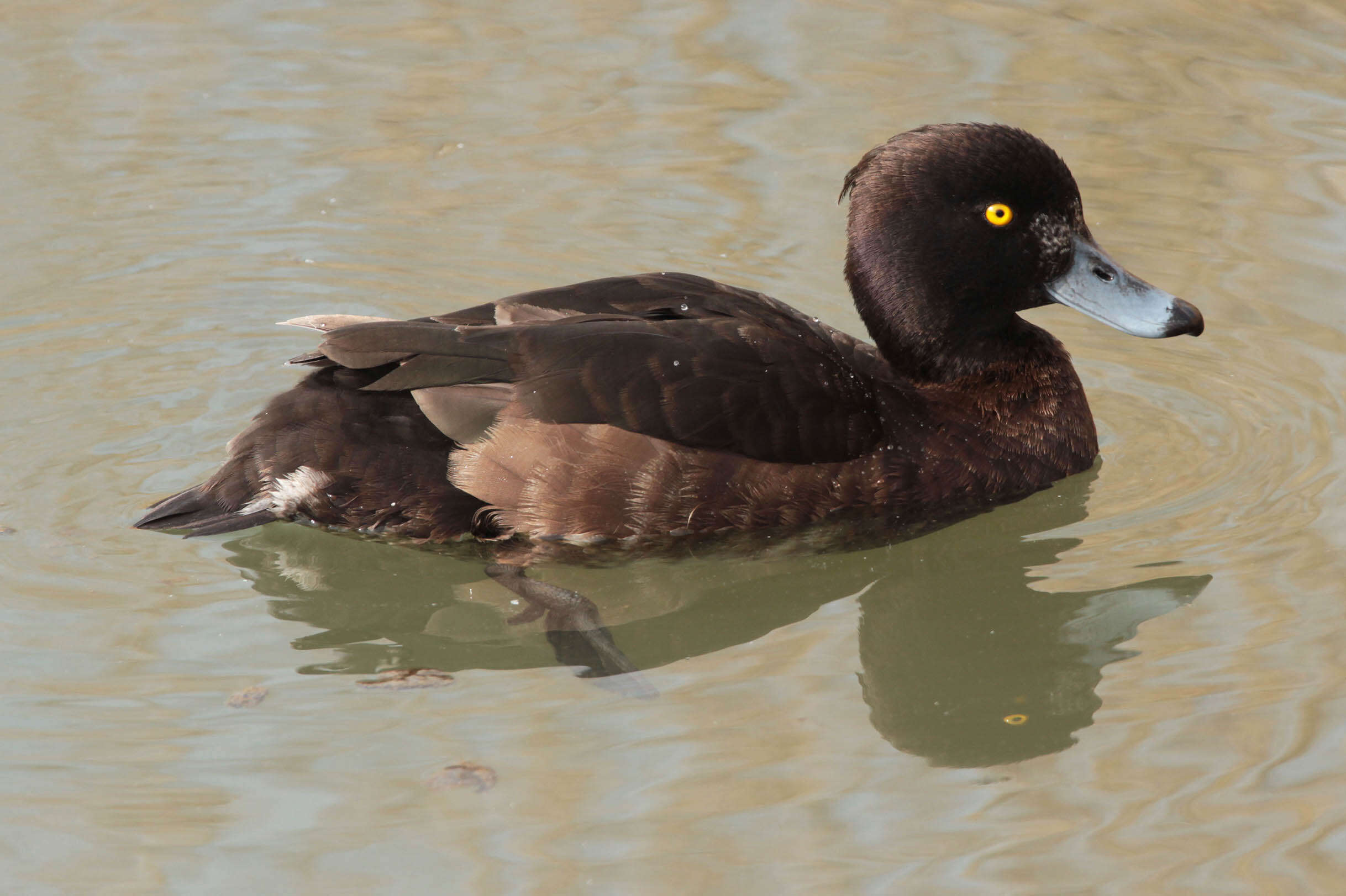 Image of Tufted Duck