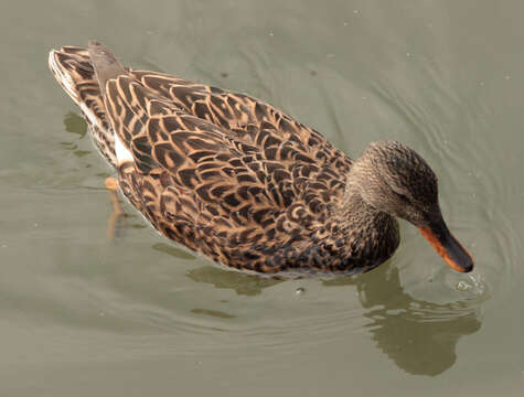 صورة Mareca strepera (Linnaeus 1758)