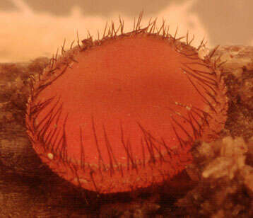 Image of Scutellinia scutellata (L.) Lambotte 1887