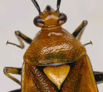 Image of red capsid bug