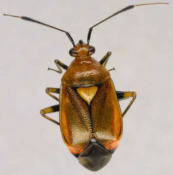 Image of red capsid bug